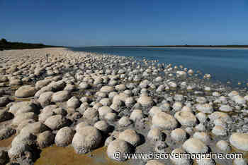 What Are the Oldest Fossils in the World?