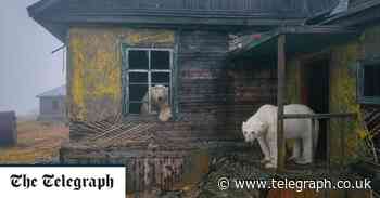 Pictured: Polar bears set up home in abandoned 1930s weather station - Telegraph.co.uk