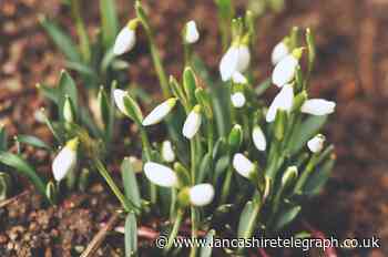 Five best places to see snowdrop flowers in Lancashire
