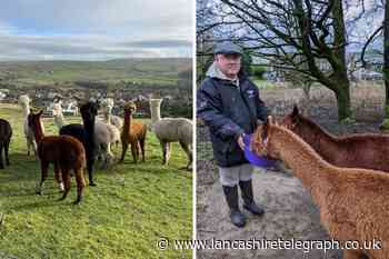 Bacup alpaca farm launching meet and greet experience