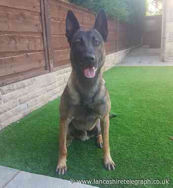 Bored Xbox teen who took mum's car tracked down by police dog