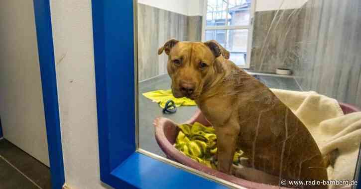 Tierschutzbund: Tierheime übervoll nicht nur wegen Pandemie