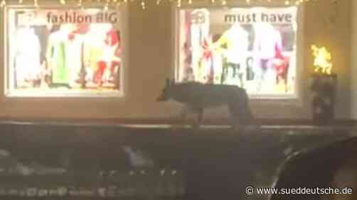 Region Traunstein: Wolf soll abgeschossen werden - Bayern - SZ.de - Süddeutsche Zeitung - SZ.de