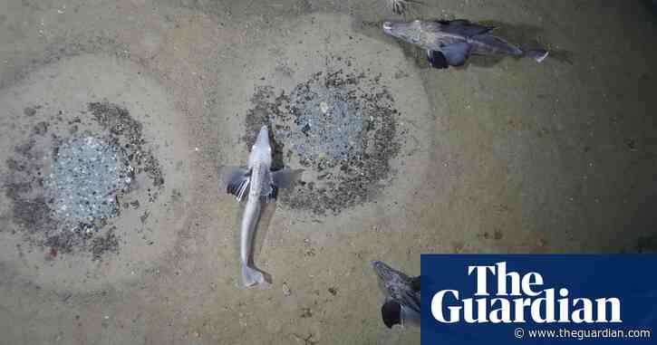 Huge icefish colony of 60m nests found on Antarctic seabed – video