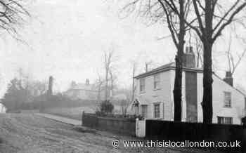 Loughton road where chestnut tree from 1900s has been felled