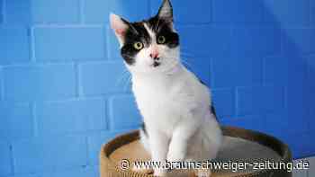 Dieser hübsche Kater hat zwei Gesichter