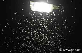 Grüne befragen OB zur Lichtverschmutzung - Passau - Passauer Neue Presse