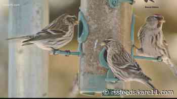 'Birdchick' explains how to birdwatch during winter