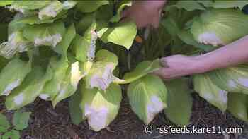 Grow with KARE: Winter plant care