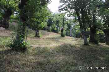 Cia Cuneo ha aperto a dicembre lo sportello di consulenza dedicato alla castanicoltura - https://ilcorriere.net/