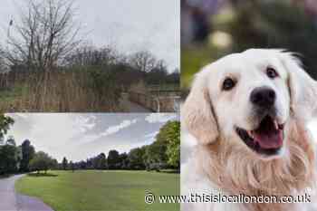  The top dog-friendly walks in south west London