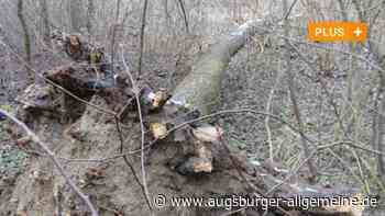 Achtung, Spaziergänger: In Elchingen müssen Bäume gefällt werden
