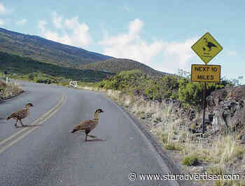 Traffic deaths of nene underscore vulnerability on roads at Haleakala