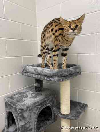 Injured African Serval ‘Bruno’ found in Massachusetts yard has found a home - MassLive.com
