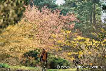 Bezoek de Hamamelisfeesten in Arboretum Kalmthout - Landbouwleven