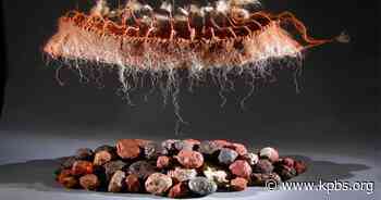 San Diego weekend arts events: 'La Jolla Reading Room,' California Fibers, Roman de Salvo, Mara Kaye, All Peoples Celebration and immersive takes on old masters - KPBS