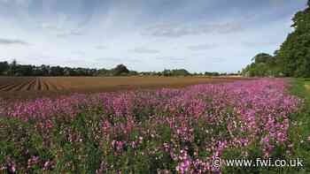 Opinion: Nature recovery is not a threat to food production - FarmersWeekly