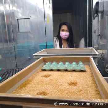 Insects as a Food Source – How is the UK involved in this research sector? - Labmate Online