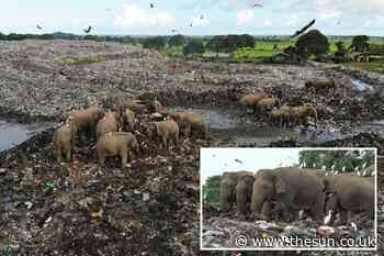 Endangered elephants scavenge for food in dump — increasing fears for their welfare... - The Sun