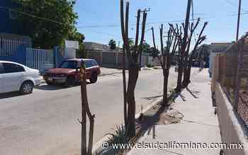 Continúa la tala de árboles en La Paz - El Sudcaliforniano