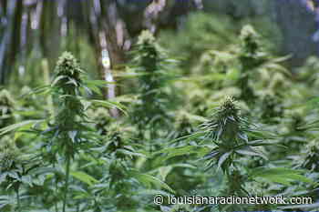 Is having only two medical cannabis growers a “monopoly”? Will lawmakers consider further growth in Louisiana's medical marijuana business? - Louisiana Radio Network