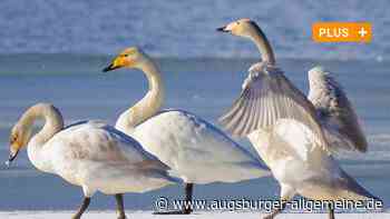 Neues Buch: Die Heimat am Lech mit Bildern besser kennenlernen - Augsburger Allgemeine