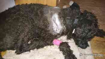 Chemnitz: Mann rammt Hund mehrfach Messer in den Hals – Richter spricht ihn wegen Notwehr frei - RTL Online