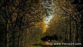 ‘A massacre’: Environmentalists fight Metro plan that threatens Parisian forest - FRANCE 24 English