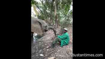 Baby elephants enjoy lovely forest feast. Sweet video will make you smile - Hindustan Times