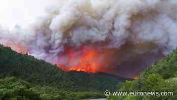 Forest fires rage in nine of Argentina's 23 provinces - Euronews