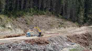 Human remains found in Northland forest identified - Stuff.co.nz