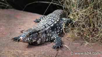 Nueva invasión en los countries de Buenos Aires: un extraño lagarto genera preocupación - A24.com