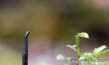 Water pollution is threatening to wipe out UK's life-saving leeches, experts warn 