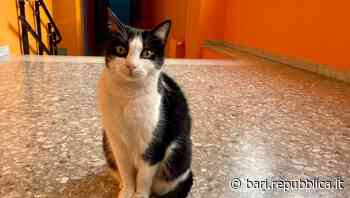 Bari, la scuola Massari adotta un gatto: Maya è la mascotte dell'istituto. "Bisogna tutelarli" - La Repubblica
