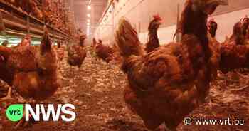 Nu ook vogelgriep in Veurne, ophokplicht blijft gelden in het hele land - VRT NWS