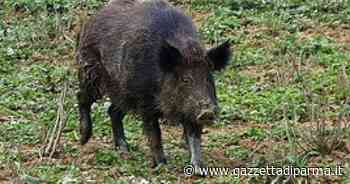 "I piani di controllo dei cinghiali non vanno sospesi" - Gazzetta di Parma