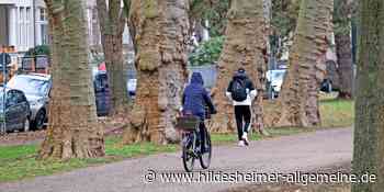 Trennt Hildesheim Radfahrer und Fußgänger in der Sedanallee? - www.hildesheimer-allgemeine.de