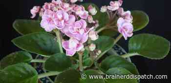 Ask the Master Gardener: As African violets grow, repotting them requires special care - Brainerd Dispatch