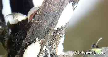 Master Gardener: Fight back against crapemyrtle bark scale - Tulsa World