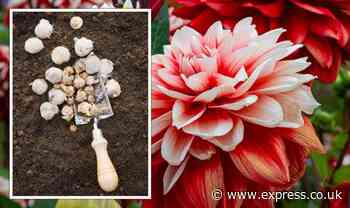 Gardener shares 'summer bulb list' for the garden - 'most popular dahlia for butterflies' - Express