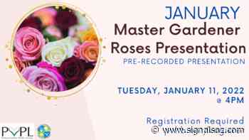 Master Gardener: Caring for Roses – Registration Required - Signals AZ