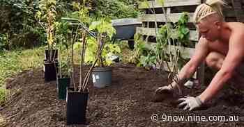 Gardener reveals how he grows plants without digging or tilling the soil - 9Homes