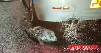 Seal safe in sanctuary after rescue from Grimsby town centre - The Lincolnite