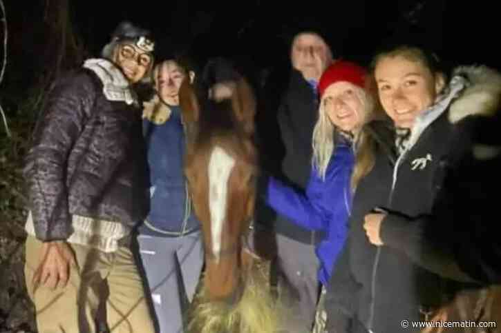 Portée disparue depuis 15 jours dans le Var, la jument Clever a été retrouvée saine et sauve dans un ravin