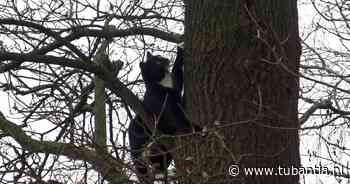 Kat heeft toegesnelde hulp niet nodig en klimt zelf uit Bornse boom - Tubantia