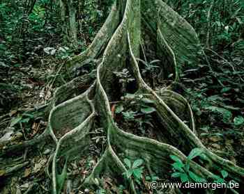 Deze kunstenaars koesteren de boom als muze - De Morgen