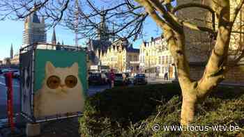 Kattenstoet: organisatie kijkt nog een week de kat uit de boom - Focus en WTV