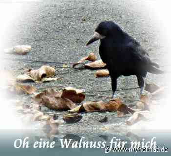 Mit fünf, sechs oder sieben frischen Walnüssen........ ! - Lutherstadt Wittenberg - myheimat.de