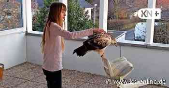 Darum bekommt die 14-jährige Charlotte täglich Besuch von einem Mäusebussard
