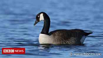 Avian flu confirmed in Coventry park's Canada geese - BBC News